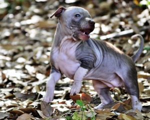 does the american hairless terrier love children